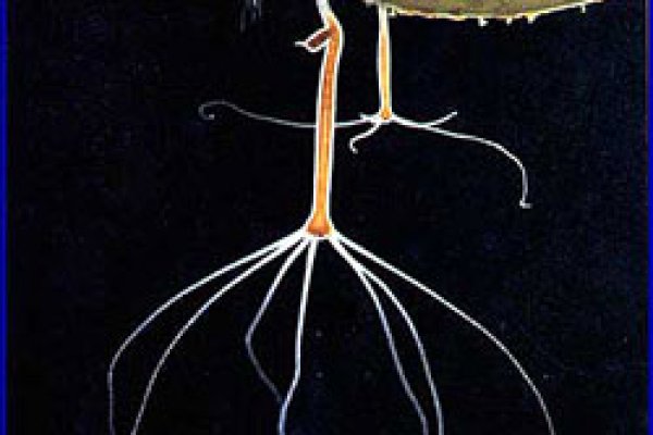 Ссылка в магазин на кракен