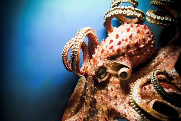 Кракен маркетплейс вход